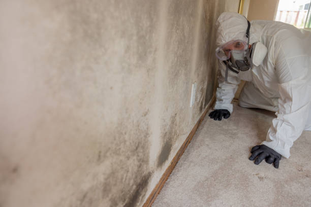 Best Forensic Mold Investigation  in Pacheco, CA